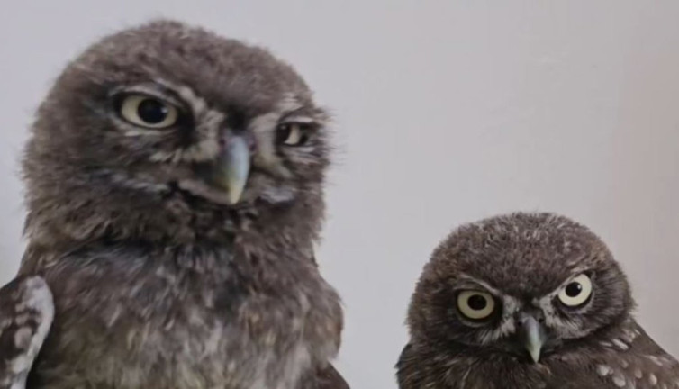 Ekipler büyüttü kukumav kuşlarına isim aranıyor