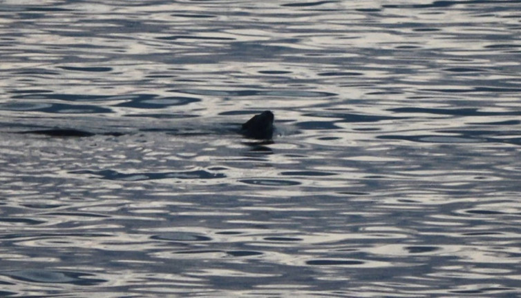 Karadeniz'in kıyısında görüldü. Ürkütücü görüntüsü korku saçıyor