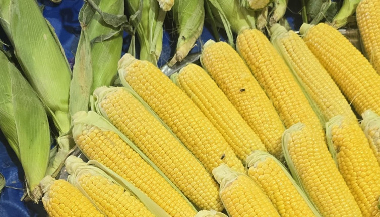 Her tarafı sinekler bastı, esnaf isyan etti