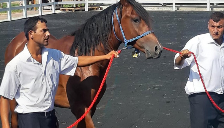 Arap yarış tayları ev fiyatına satıldı