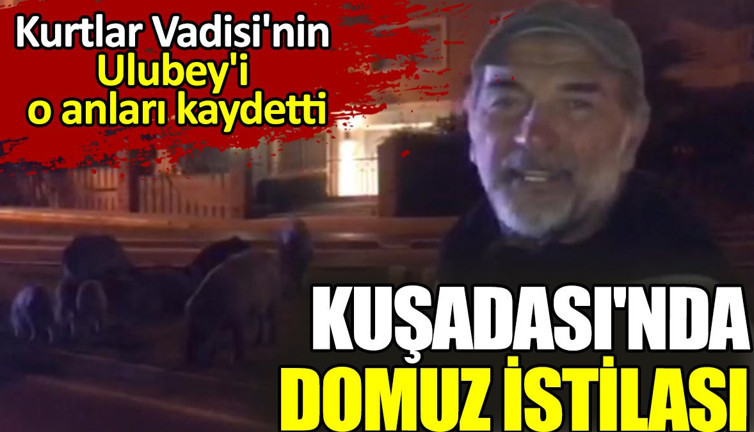 Kuşadası'nda domuz istilası! Kurtlar Vadisi'nin Ulubey'i o anları kaydetti