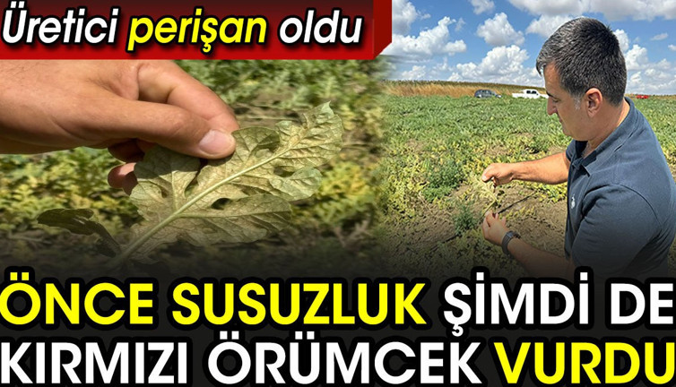 Karpuzu önce susuzluk şimdi de kırmızı örümcek vurdu