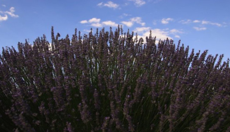 Migren dahil tüm ağrıları kökten bitiriyor. Hasadı 20 gün önce başladı