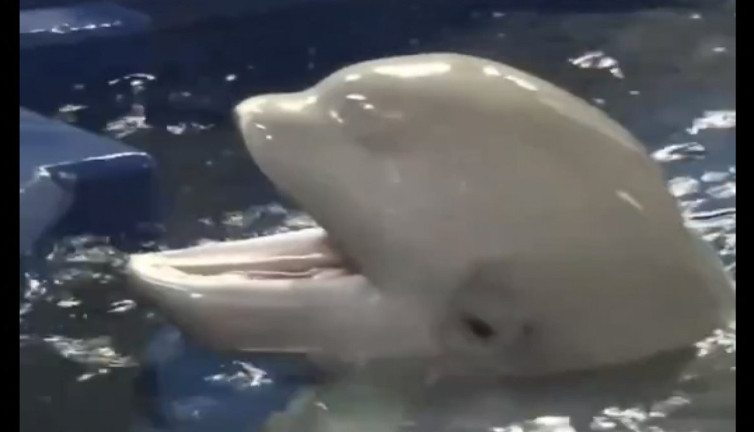 Bakıcısına aşık olan balinanın kıskançlığı gündem oldu