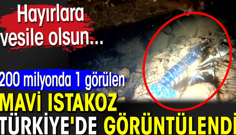 200 milyonda 1 görülen mavi ıstakoz Türkiye'de görüntülendi. Hayırlara vesile olsun