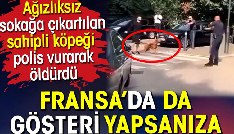 Ağızlıksız sokağa çıkartılan köpeği polis vurdu. Fransa'da da gösteri yapsanıza