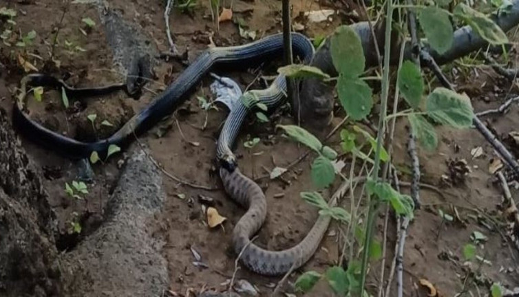 Yılan yılanı canlı canlı yuttu