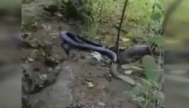 Tunceli’de siyah yılanın engerek yılanını yuttuğu anlar kamerada