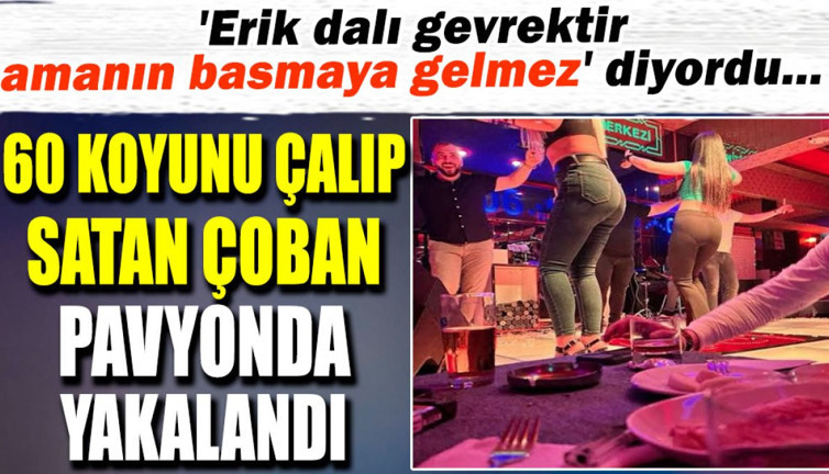 60 koyunu çalıp satan çoban pavyonda yakalandı. 'Erik dalı gevrektir amanın basmaya gelmez' diyordu...
