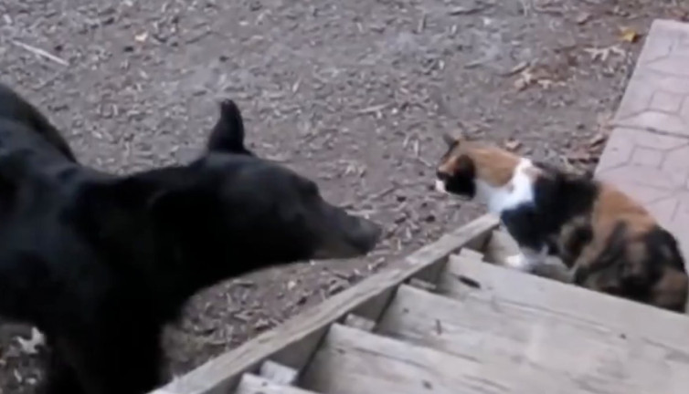 Ayıya saldırıp korkutan kedi güldürdü