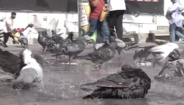 Güvercinler susuz kalmasın diye hortumla su tutan vatandaş