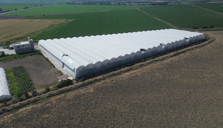 Serada kilosu 20 manavda 70 TL. Tropikal meyvede hasat sevinci