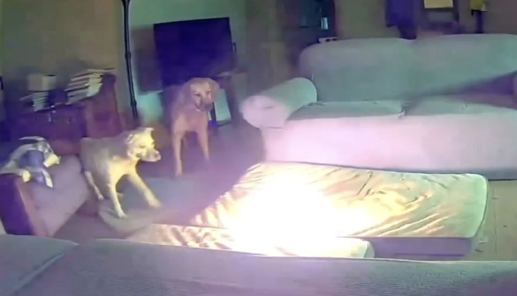 Bataryayla oynarken yangın çıkaran köpek