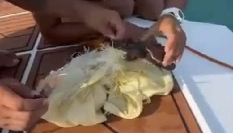 Caretta Caretta yavrusunu poşetten kurtardılar