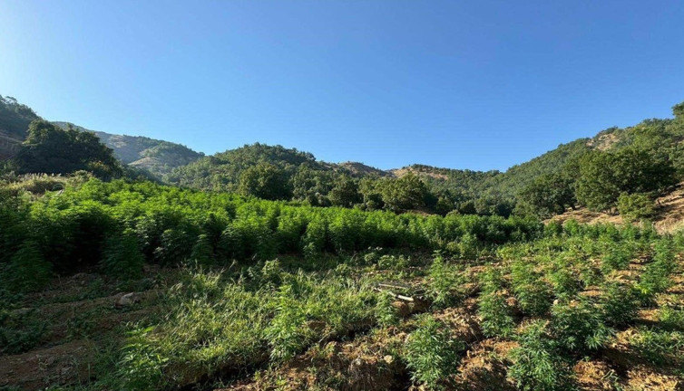 Diyarbakır'da 1 milyon 825 bin kök kenevir ve skunk bitkisi ele geçirildi