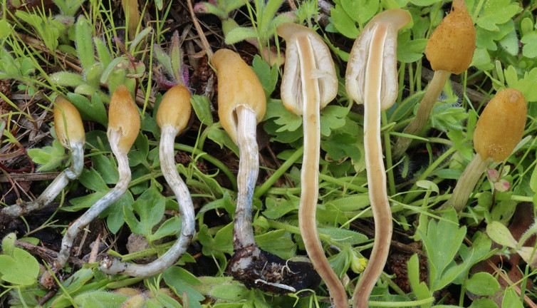 İki mantar türü keşfedildi