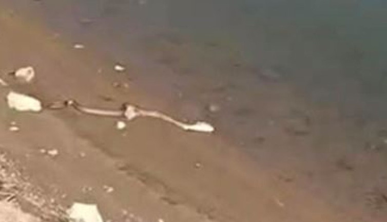 Elazığ’da yılanın balık avı kamerada