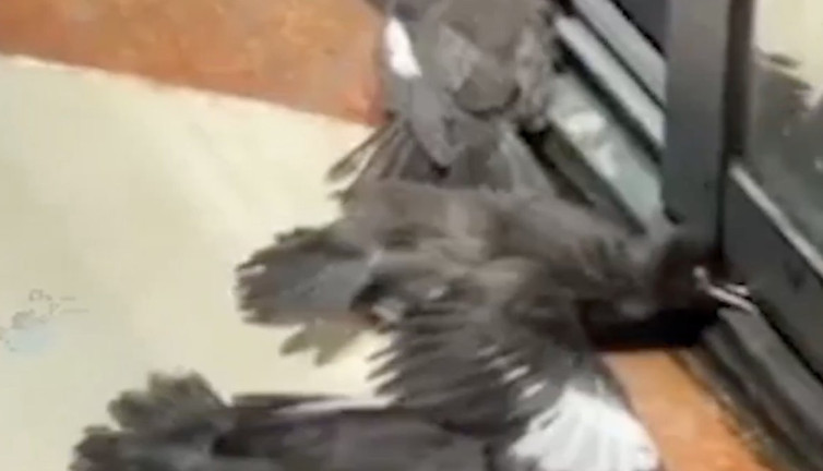 Dilenci kargaların kendilerini acındırma performansı görenleri güldürdü