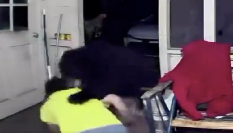 Yavru köpeklerini korumak için ayının önüne atladı