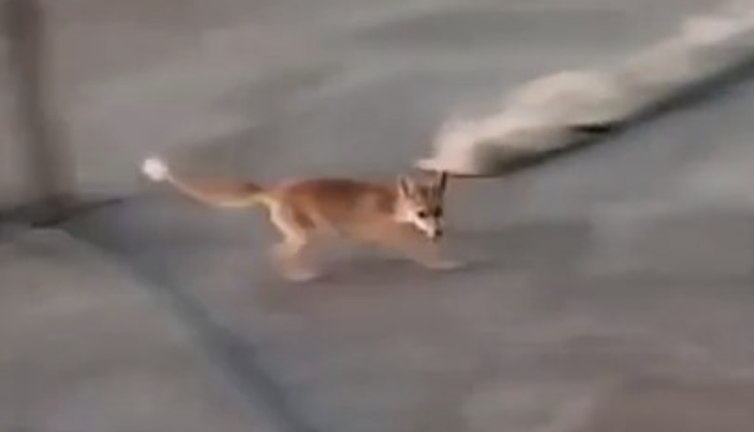 Dama çıkan tilkinin videosu izleyenleri güldürdü