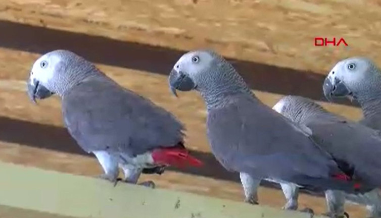 Yurda kaçak sokulan 252 Jako papağan yeni adreslerine ulaştı