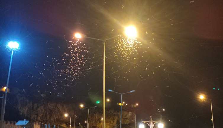 Ardahan’da kelebeklerden "ölüm dansı"