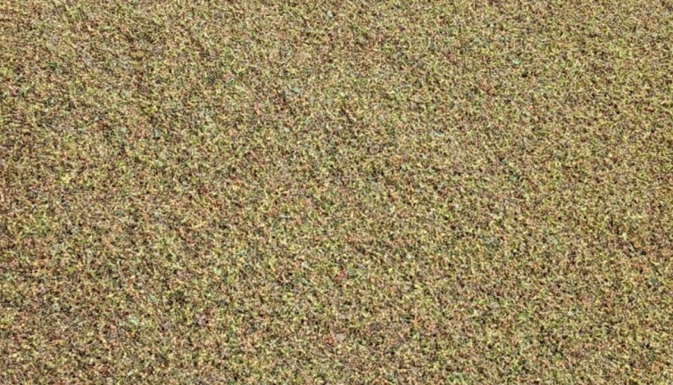 Fındık fareleri yine iş başında