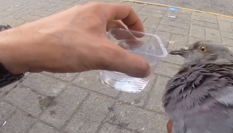 Motorlu gençler kuşun hayatını kurtardı