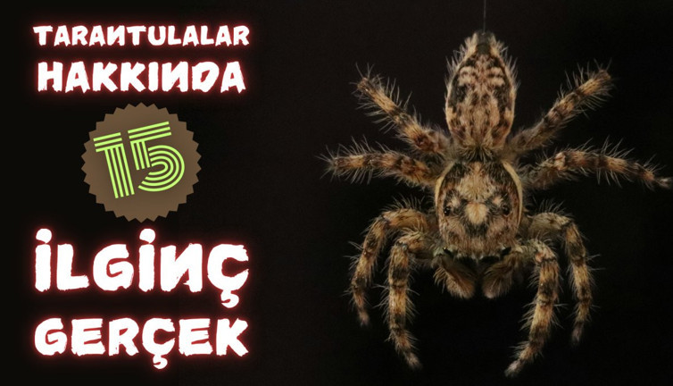 Tarantulalar hakkında 15 ilginç gerçek