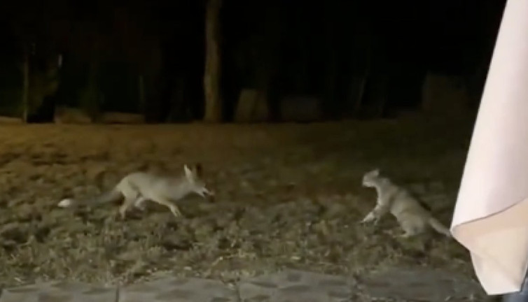 Evinin bahçesine giren tilkiyi kovalayan kedi güldürdü