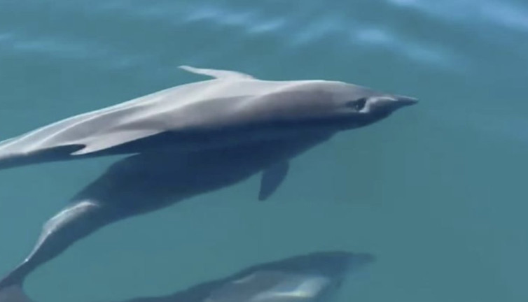 Balıkçı teknesiyle yarışan yunuslar izleyenleri gülümsetti