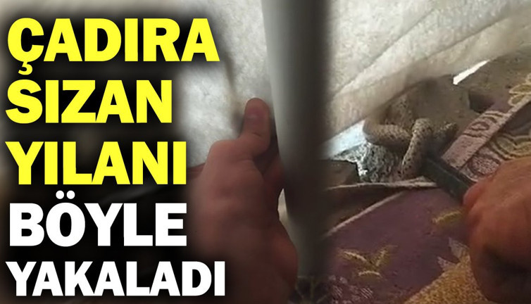 Çadıra sızan yılanı böyle yakaladı