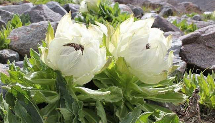 Kar nilüferi çiçek açtı