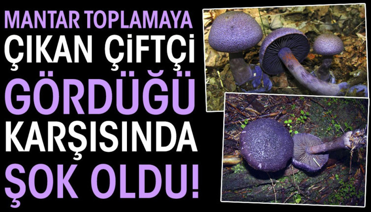 Mantar toplamaya çıkan çiftçi gördüğü karşısında şok oldu