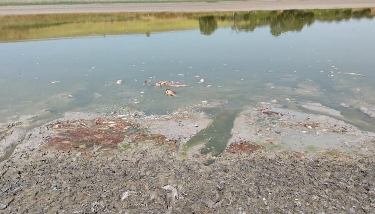 Kuraklığın en acı fotoğrafı