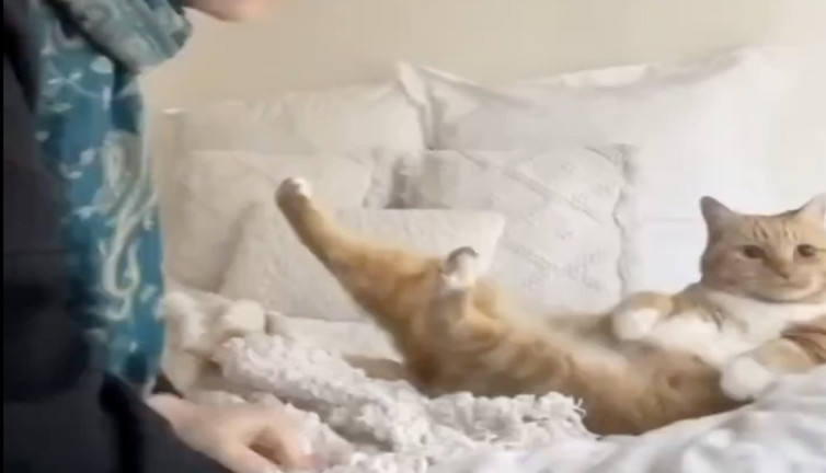 Yataktan bir türlü çıkarılamayan şişman kedi güldürdü