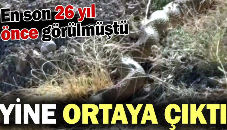 En son 26 yıl önce görülmüştü Sivas'ta ortaya çıktı