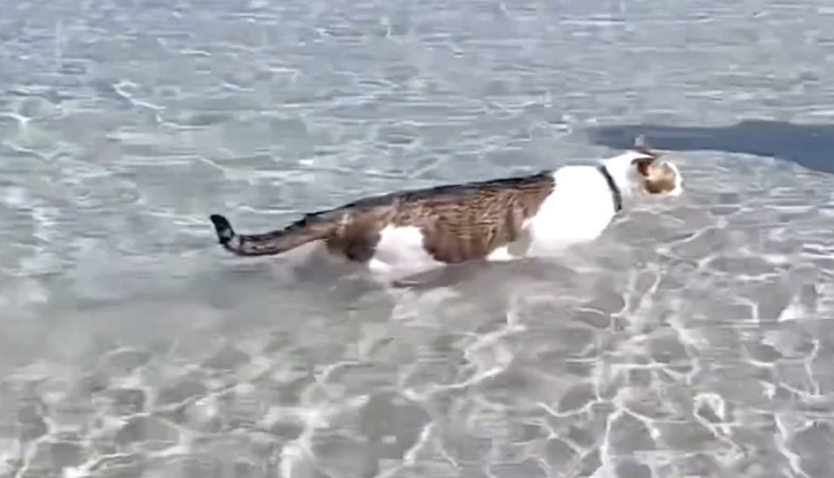 Denizde yüzen kedi görenleri şaşırttı