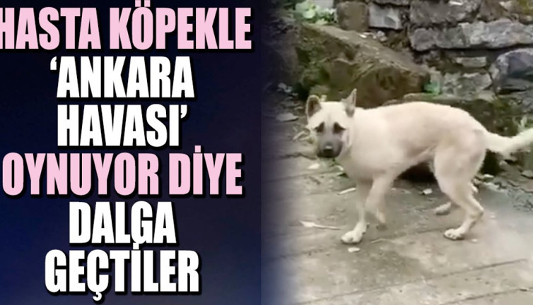 Hasta köpekle 'Ankara Havası' oynuyor diye dalga geçtiler