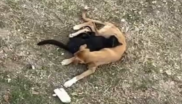 Kedi ve köpeğin kıskandıran dostluğu