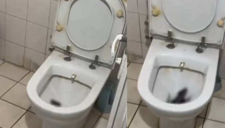 İzmir'de klozetin kapağını açınca bir anda çıktı