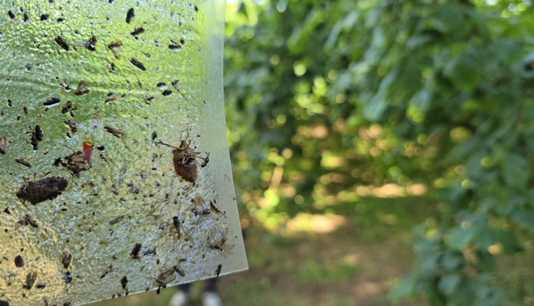 Bakanlıktan 'istilacı kokarca' alarmı! 300 bin samuray arısı koruyacak