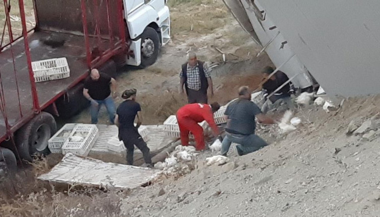 Bolu'da tavuk kamyonu devrildi