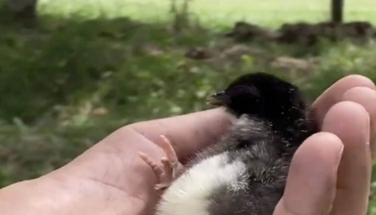 Ezilen civciv kalp masajıyla hayata döndü