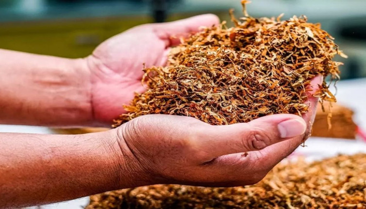 Çiftçi isyan etti: Tüketimi serbest, üretimi yasak