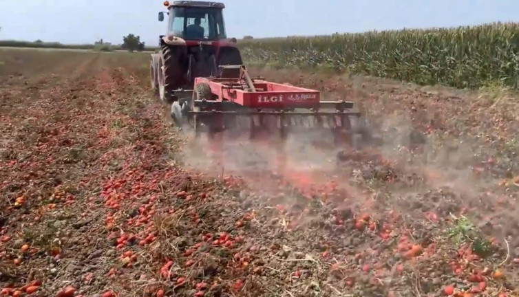 Toplama maliyetini bile karşılamayınca çiftçi domates tarlasını bozdu