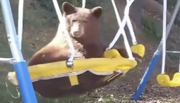 Ayının salıncak keyfi görenleri güldürdü