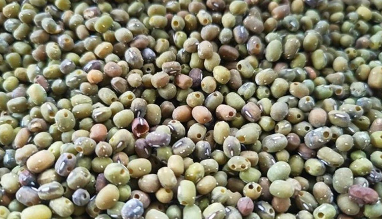 Doğanın ecza deposu olarak biliniyor. Türkiye'de yetişiyor: Yiyen yeniden doğmuş gibi oluyor