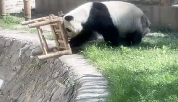 Koltuktan düşen panda koltuğu aşağı fırlatarak intikam aldı