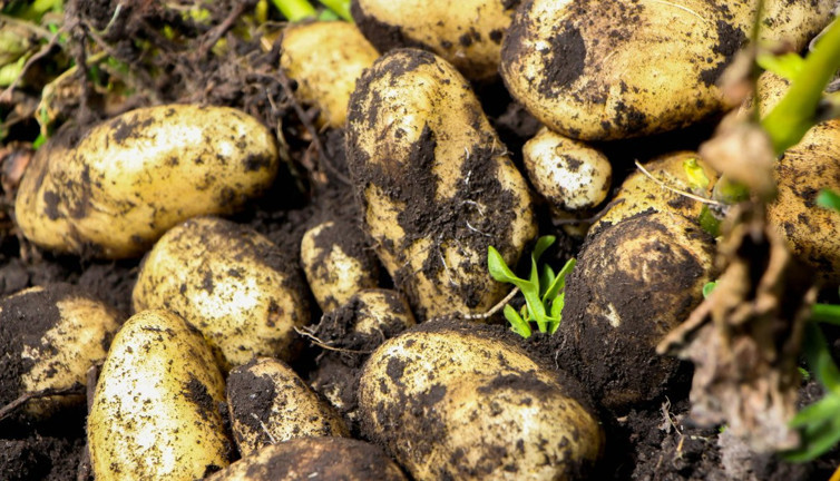 Güney Afrika'dan patates kıtlığı uyarısı